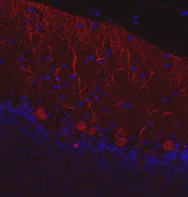 Calbindin D28k Polyclonal rabbit antiserum - image 4