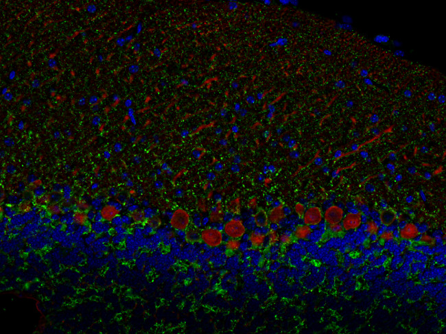 Calbindin D28k Polyclonal chicken IgY fraction - image 4