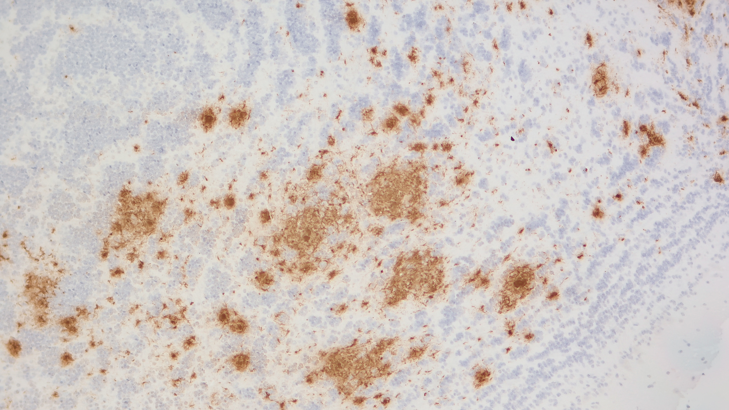 Abeta40, Recombinant rabbit