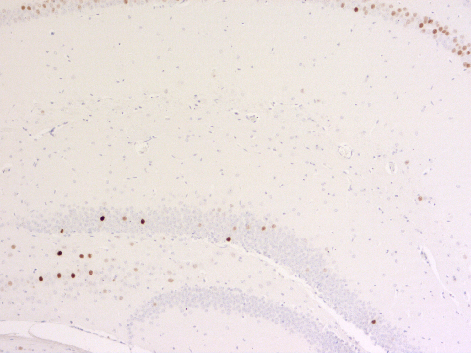 c-Fos Recombinant Guinea pig - image 5