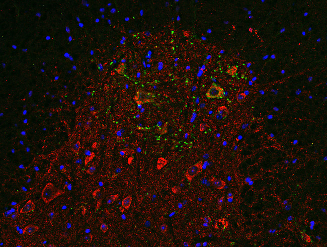 SV31, Polyclonal rabbit antiserum