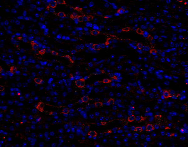 EEA1 Polyclonal rabbit antiserum - image 4