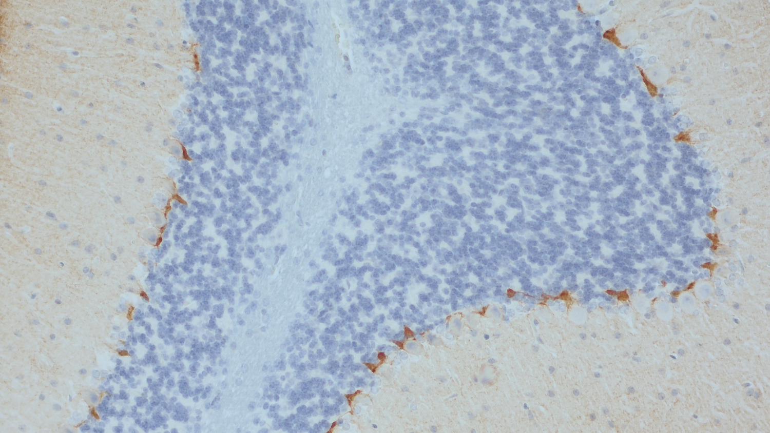 Cannabinoid receptor CB1-R Recombinant chicken - image 5