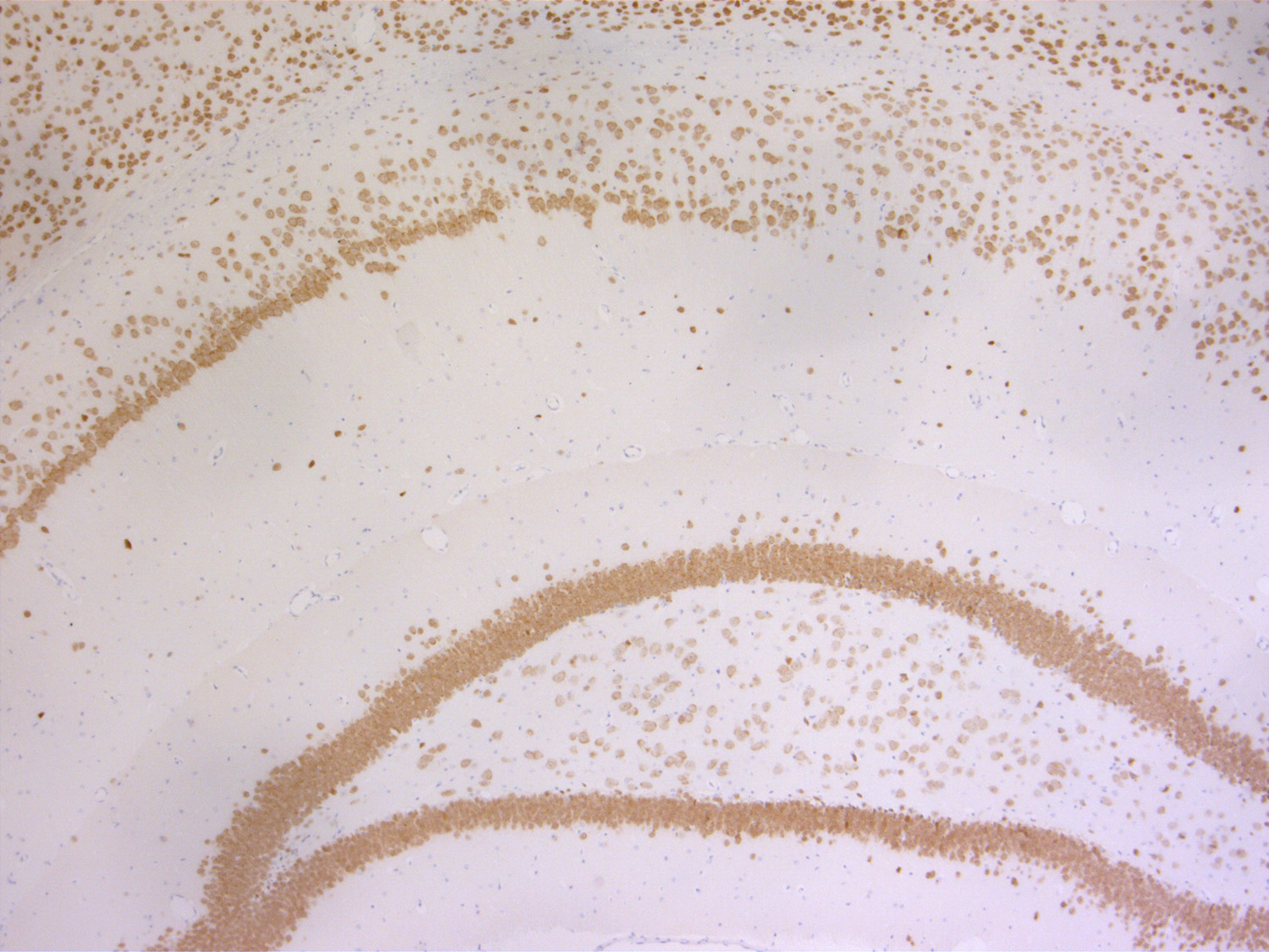 NeuN Recombinant rabbit - image 4
