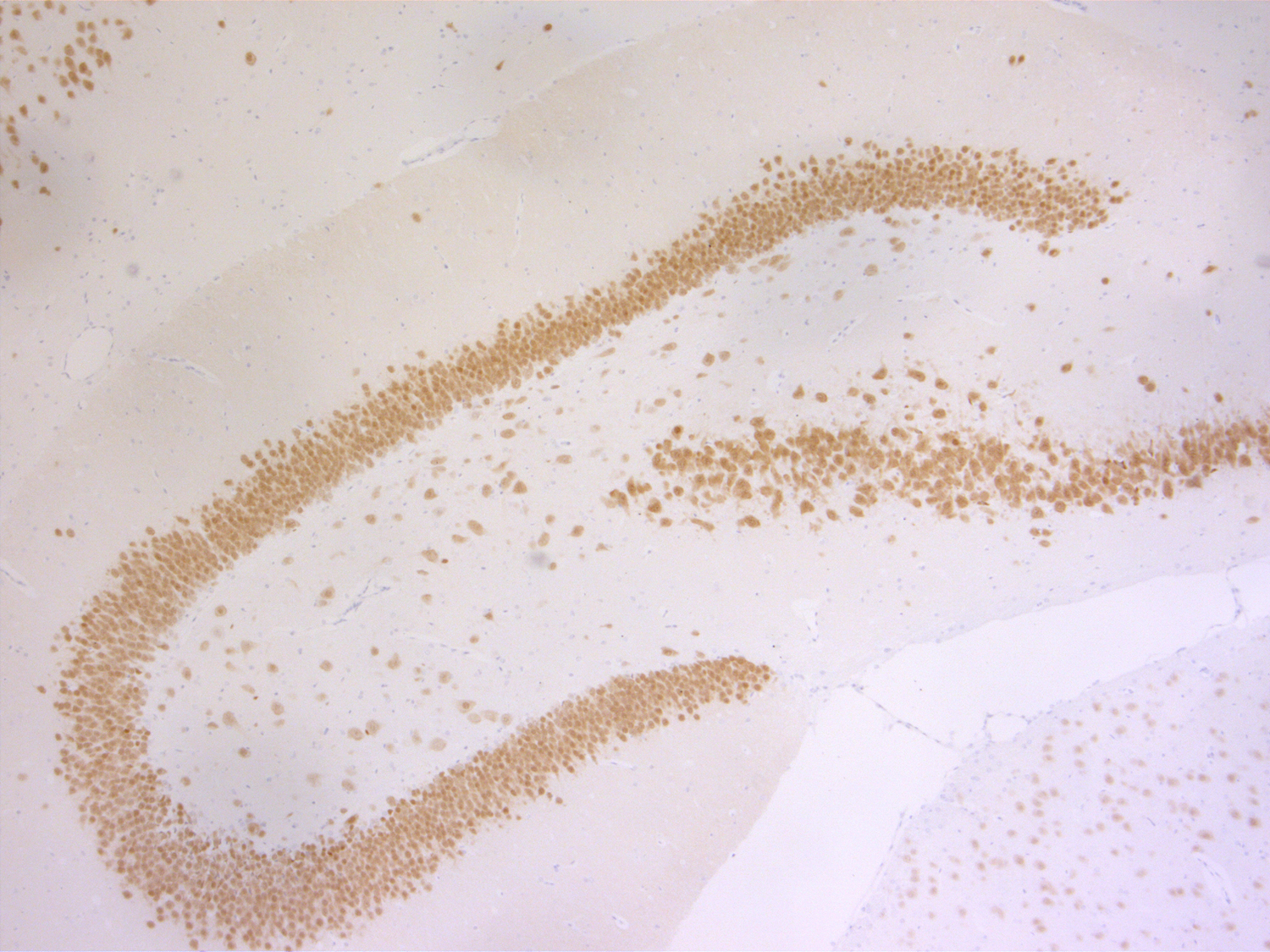 NeuN Recombinant rabbit - image 5