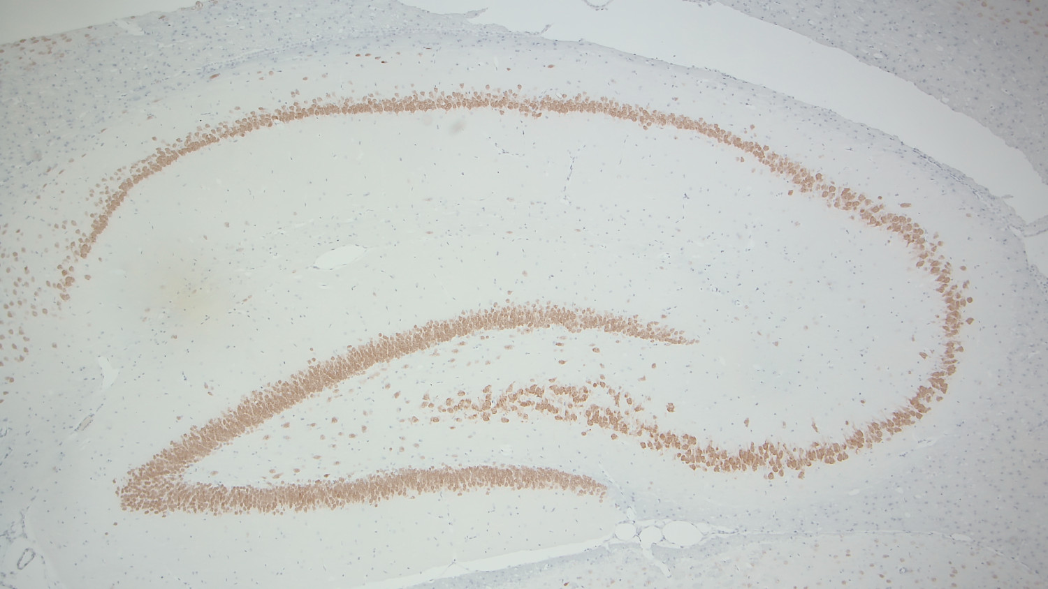 NeuN Recombinant rabbit - image 5