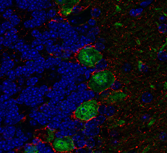 GABA transporter1 Polyclonal rabbit antiserum - image 4