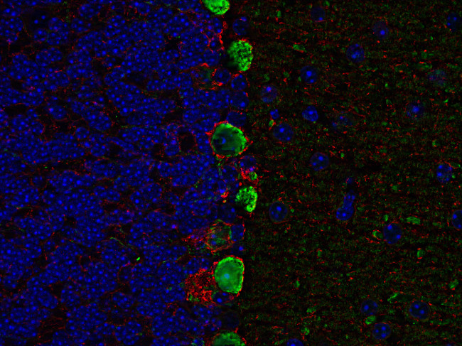 GABA transporter1 Polyclonal Guinea pig antiserum - image 4