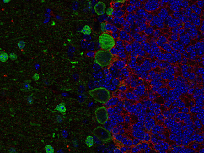 GABA transporter3 Polyclonal Guinea pig antiserum - image 4