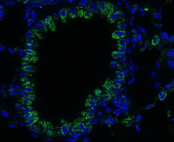 COX4 Polyclonal rabbit antiserum - image 4