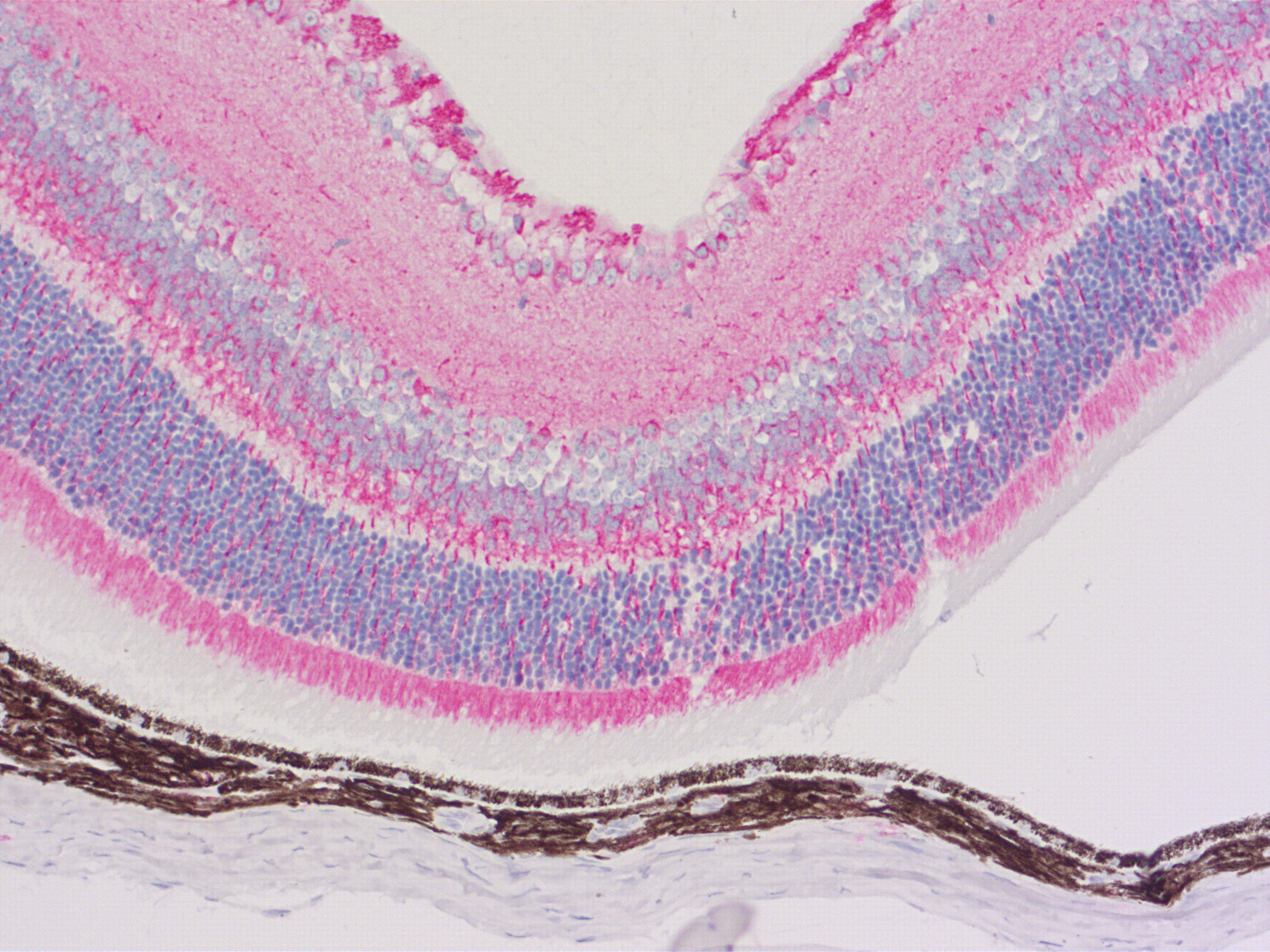 alpha-Tubulin Recombinant mouse - image 5
