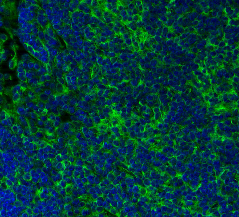 alpha-Tubulin Recombinant mouse - image 4