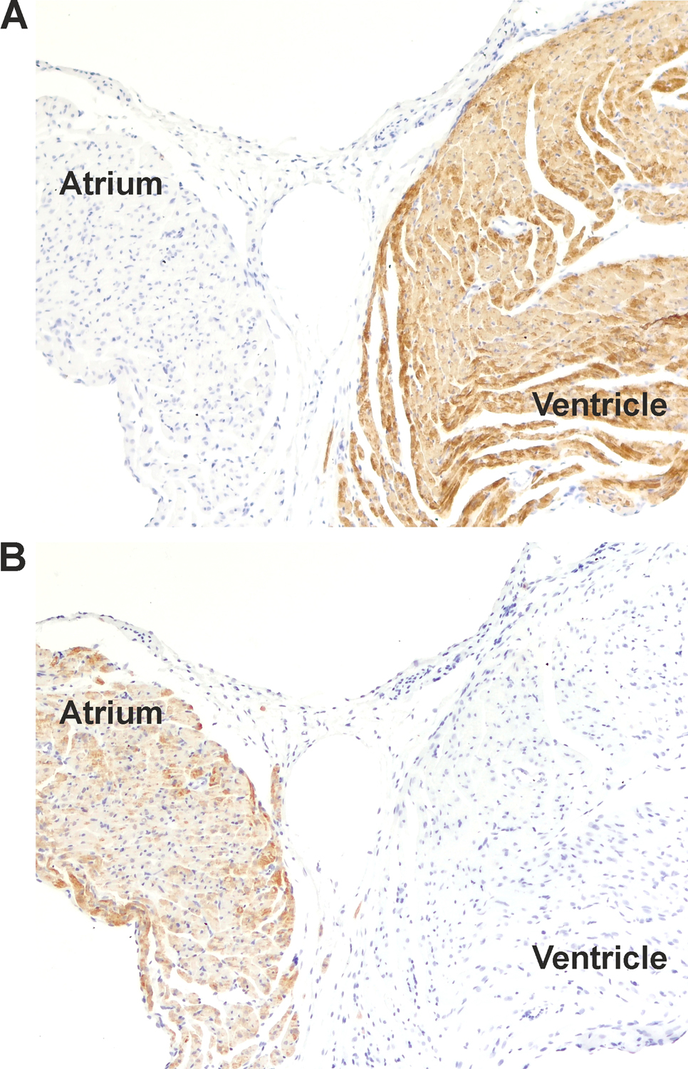 MLC-2V Recombinant Guinea pig - image 2