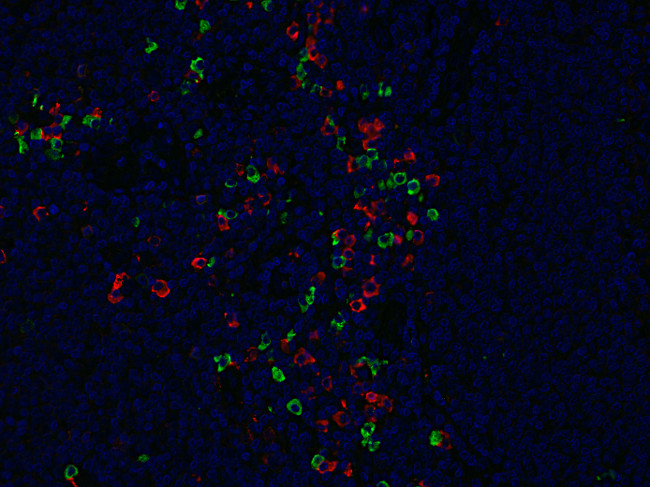 Ig lambda light chain Polyclonal rabbit purified antibody - image 2