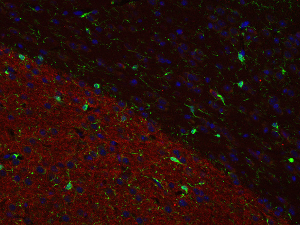 Dopamine receptor D1 Polyclonal rabbit antiserum - image 3
