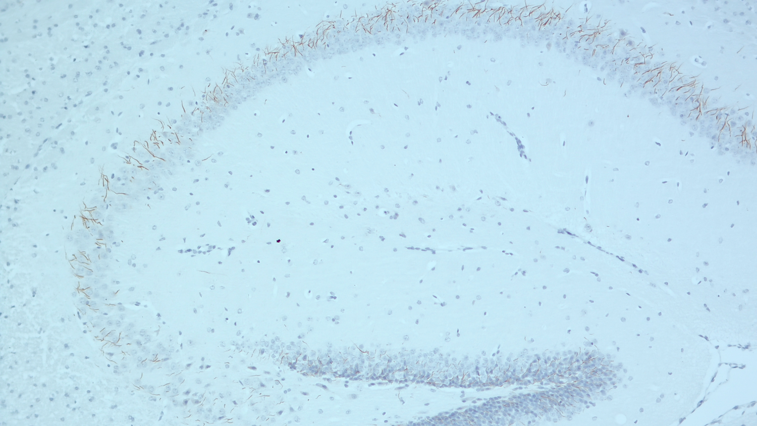 TRIM46 Recombinant rabbit - image 5