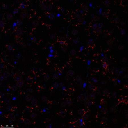 TMEM119, Polyclonal rabbit antiserum