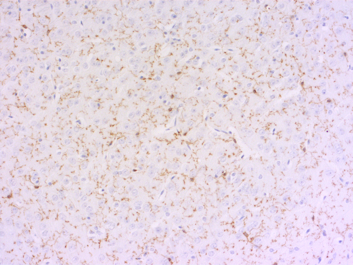 TMEM119 Recombinant rabbit - image 3