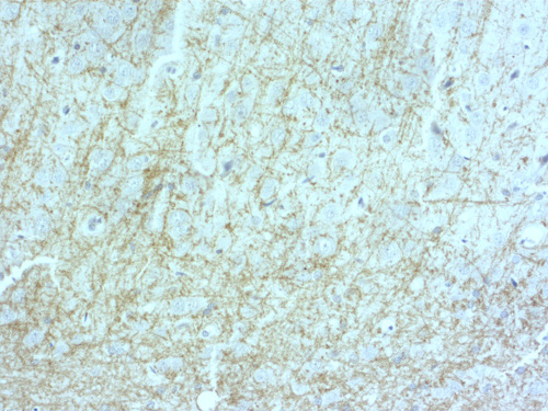 MOG, Polyclonal Guinea pig antiserum