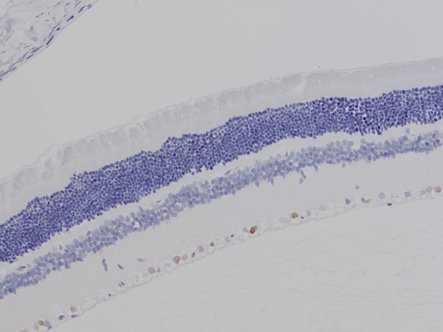 Brn3a, Recombinant rabbit