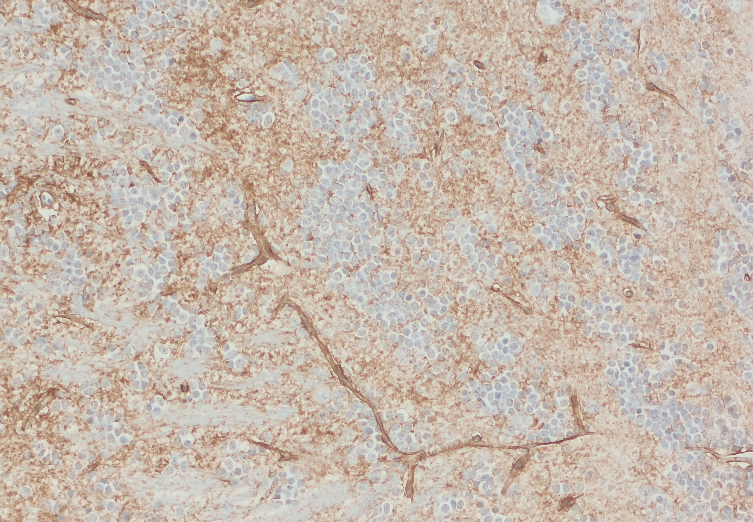 Aquaporin4 Recombinant chicken - image 5