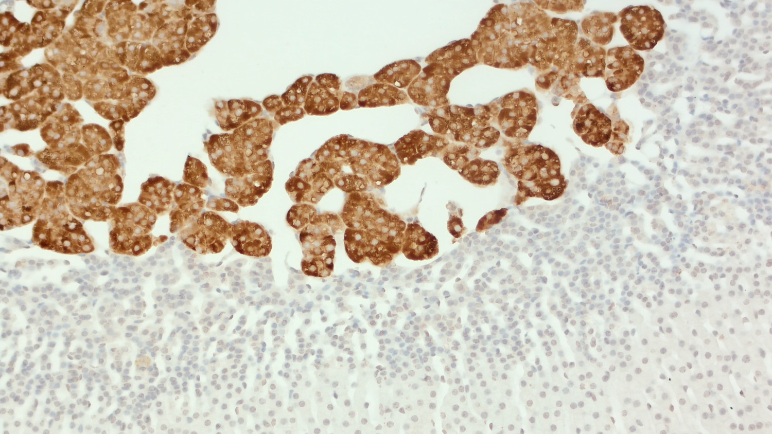 Dopamine beta-hydroxylase Polyclonal Guinea pig antiserum - image 5