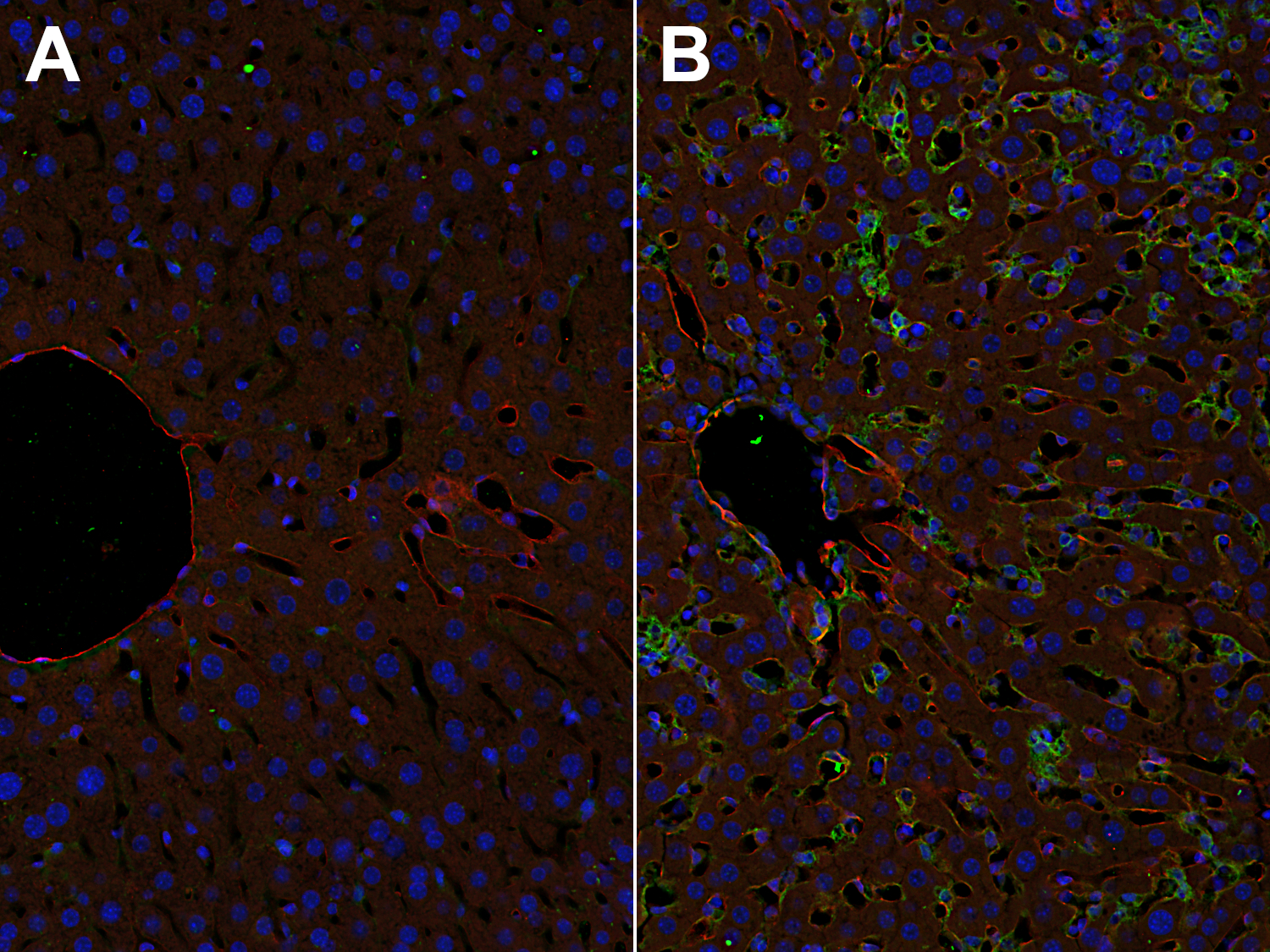 CD31 Recombinant rabbit - image 5