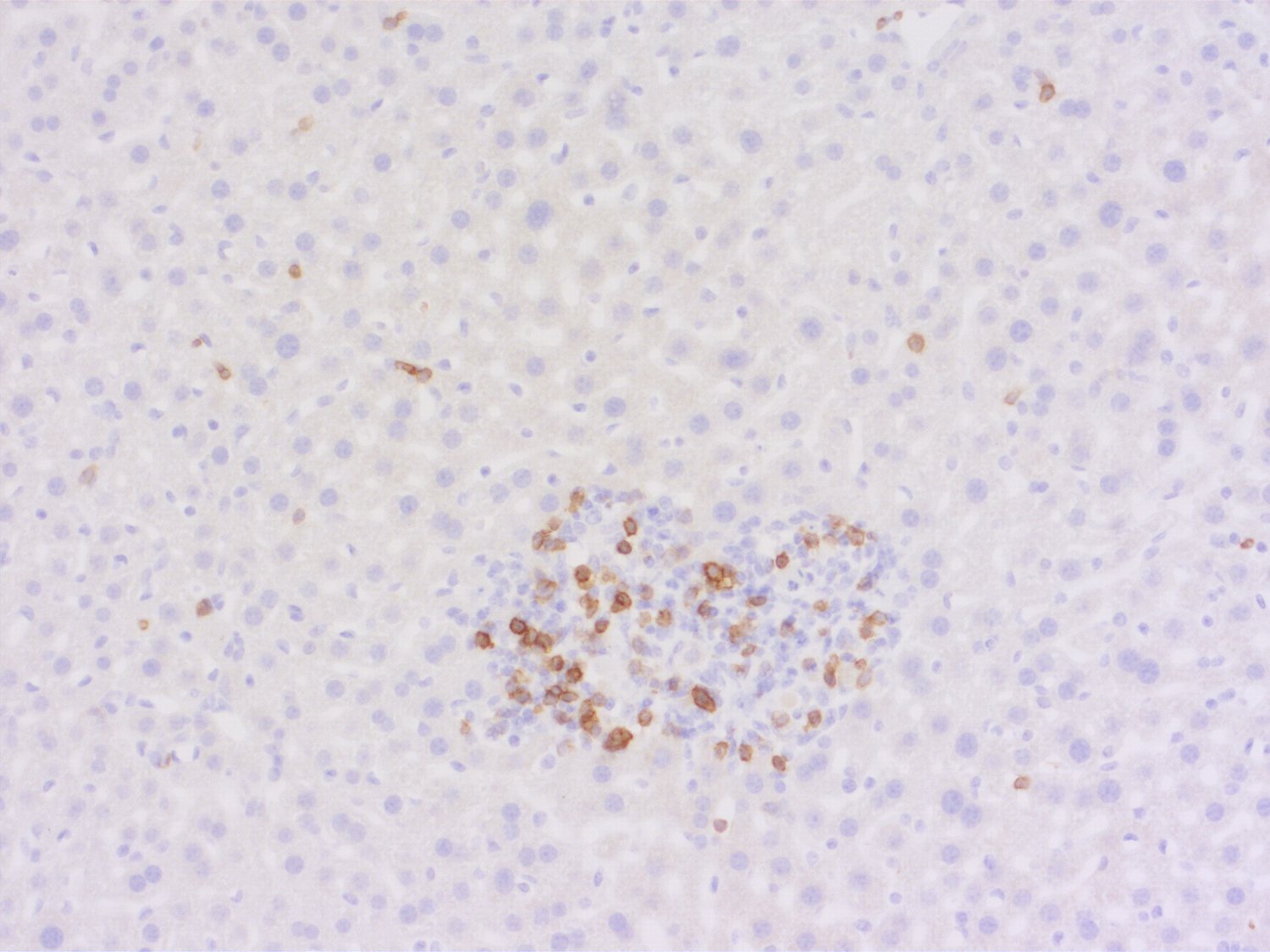 CD4, Recombinant rabbit