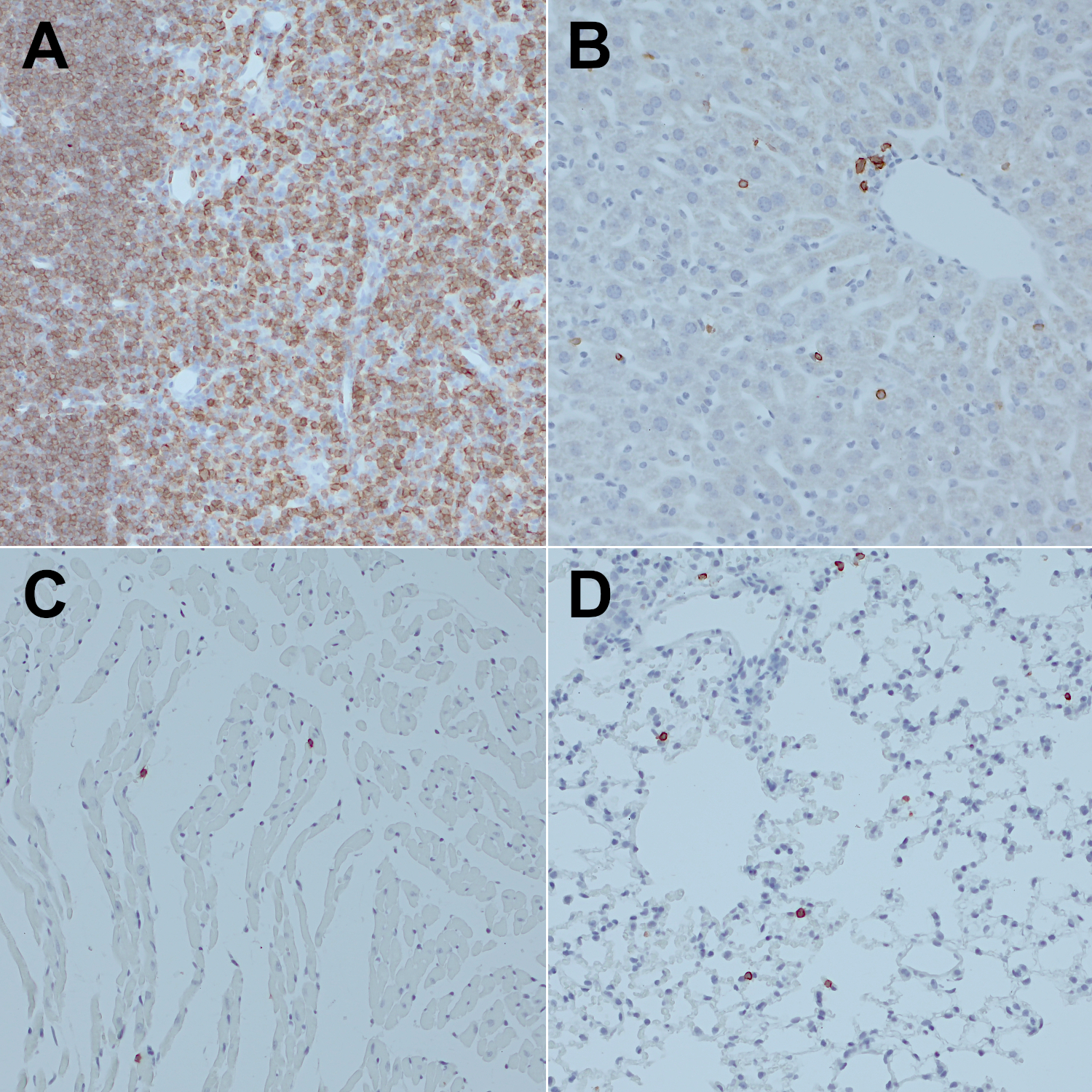 CD4, Recombinant Guinea pig