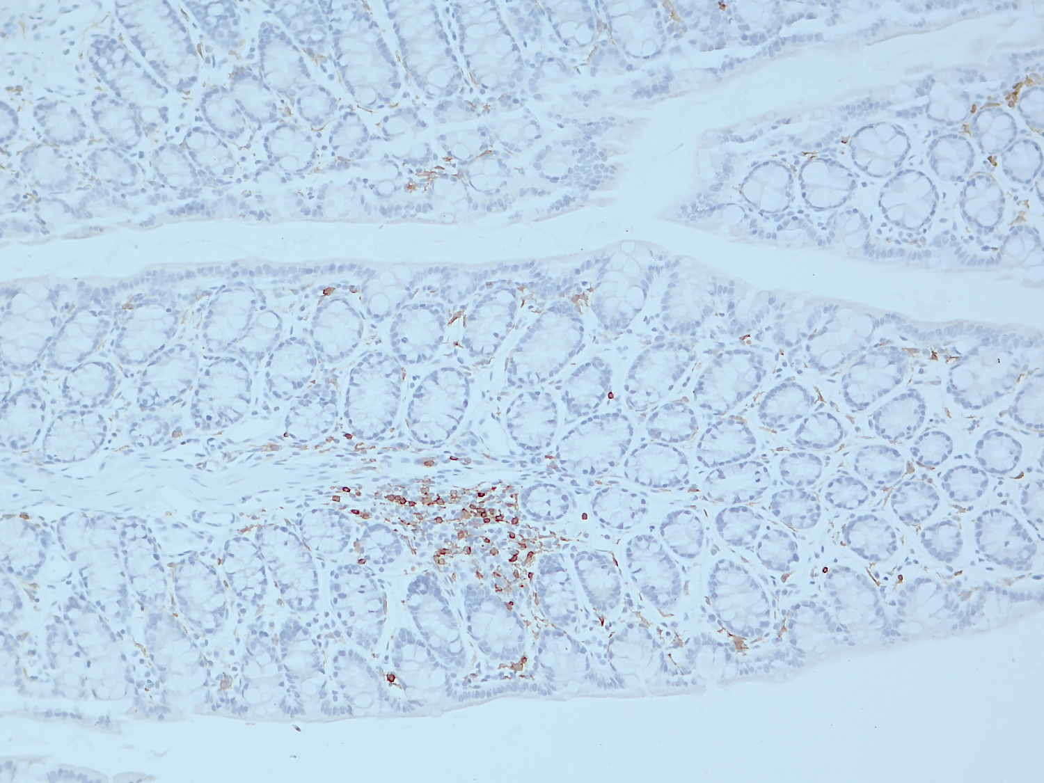 CD4, Recombinant Guinea pig