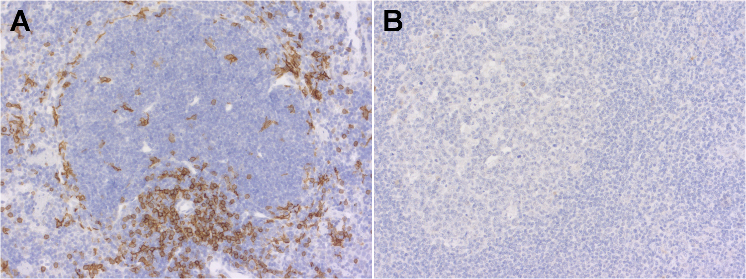 CD8a Recombinant rabbit - image 2