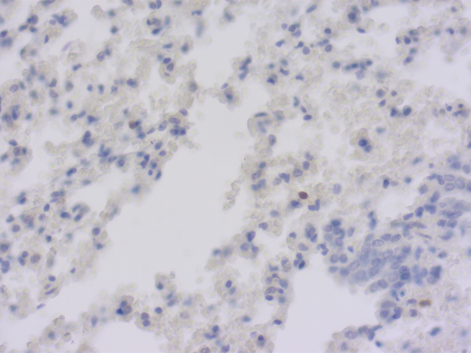 CD8a Recombinant rabbit - image 3