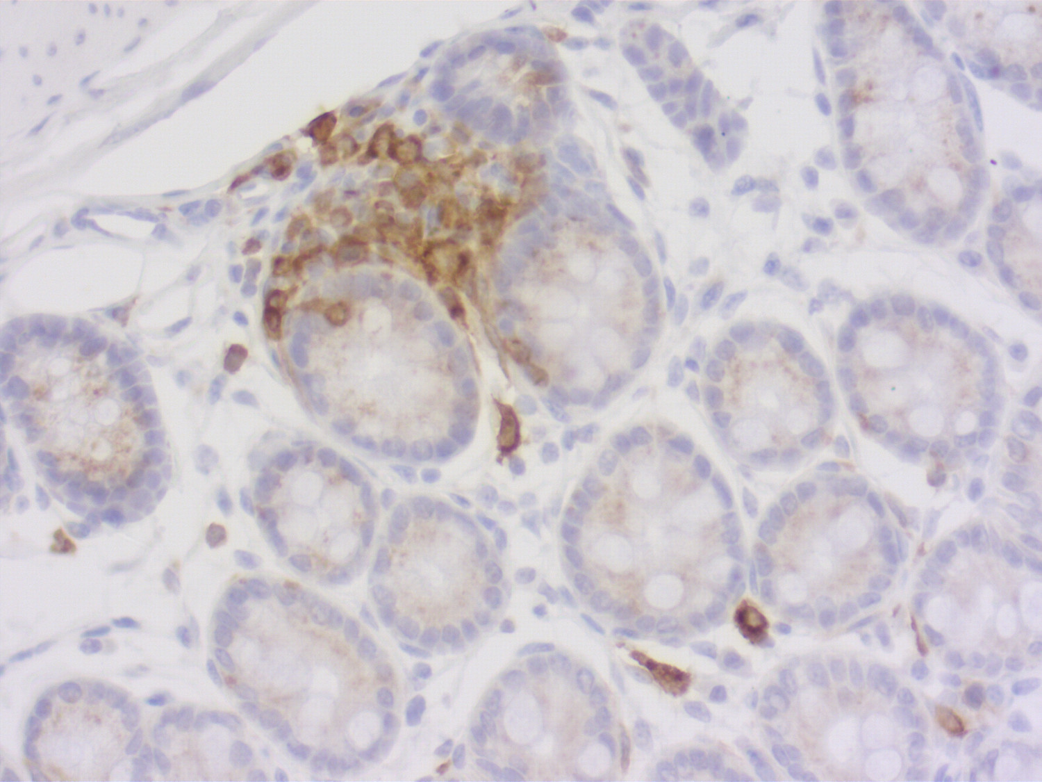 CD11c Polyclonal Guinea pig antiserum - image 4