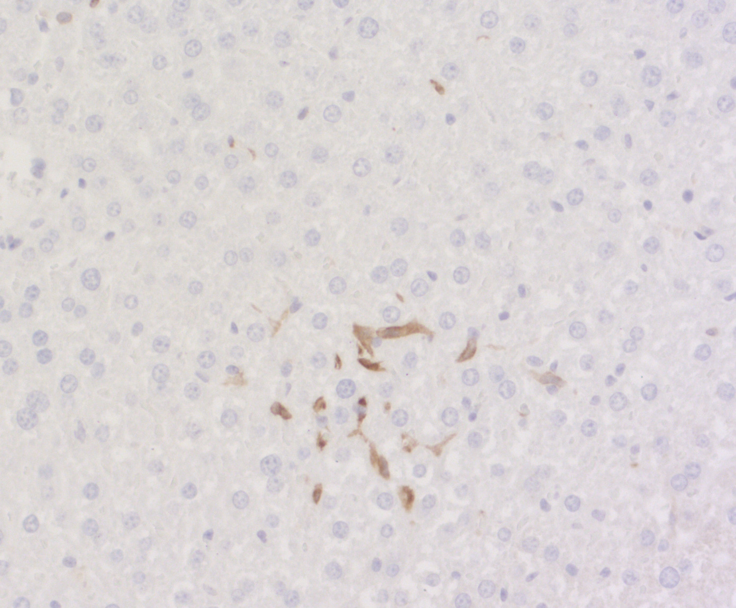 CD11c Polyclonal Guinea pig antiserum - image 5