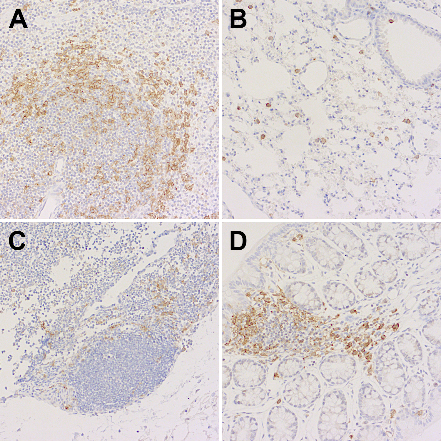 CD11c Recombinant rabbit - image 4