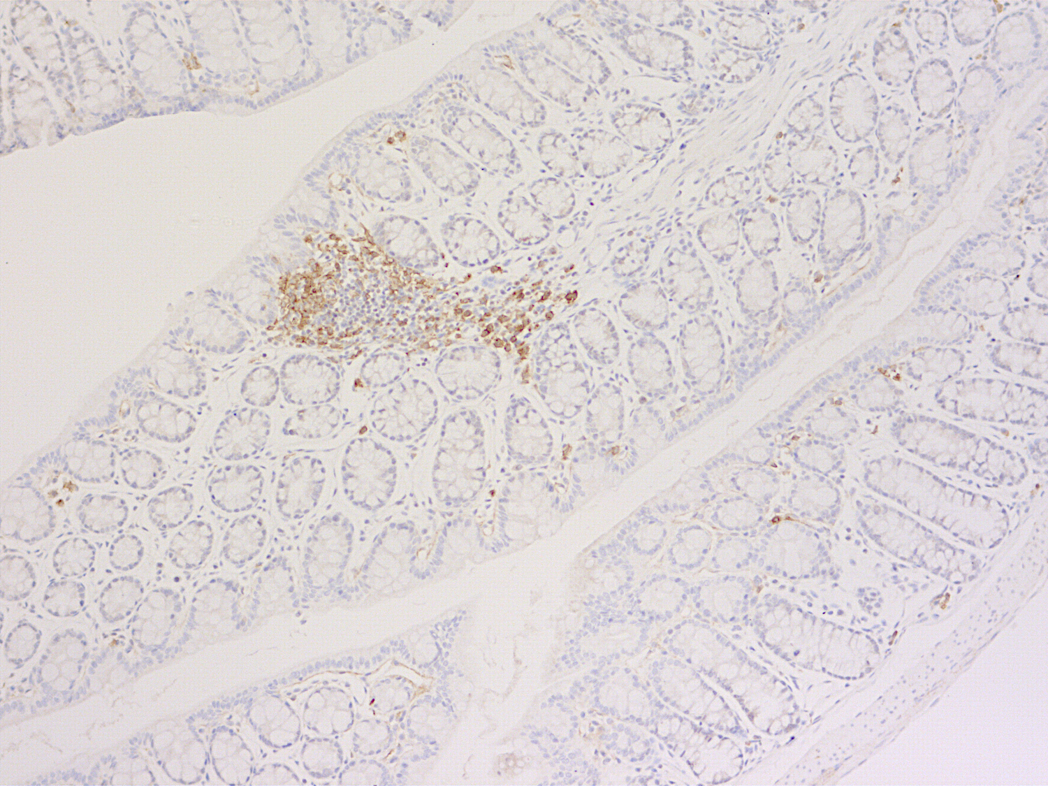 CD11c Recombinant rabbit - image 5