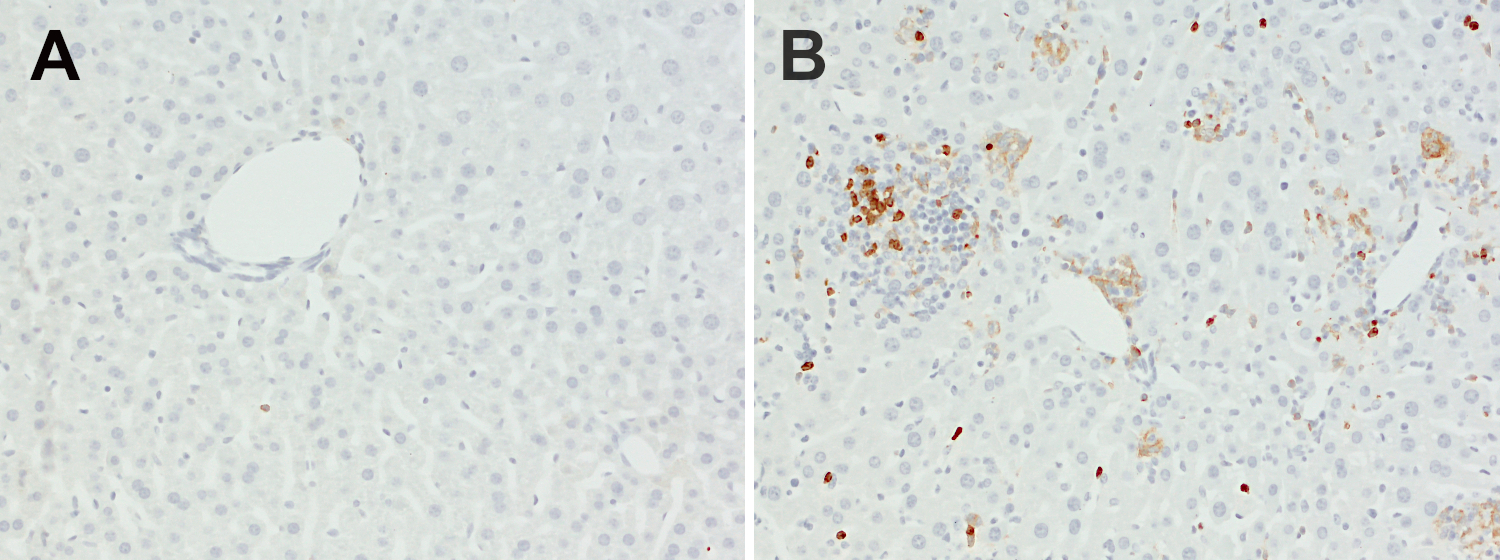 CD11b Recombinant rabbit - image 4