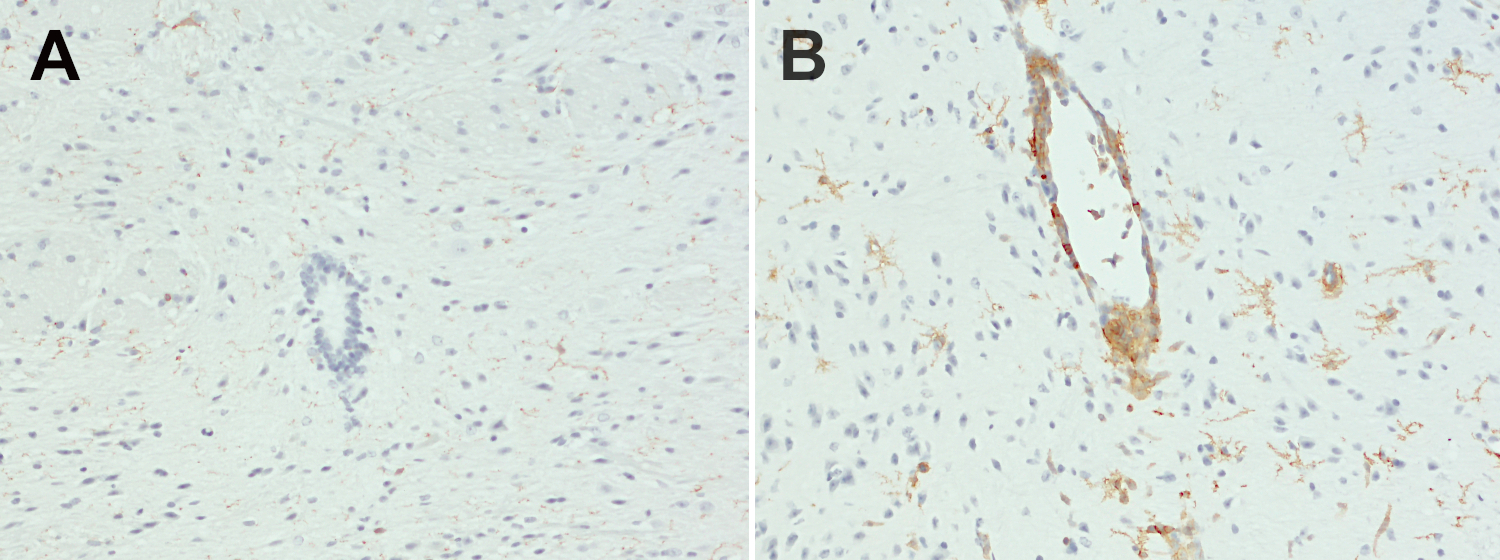 CD11b Recombinant rabbit - image 5