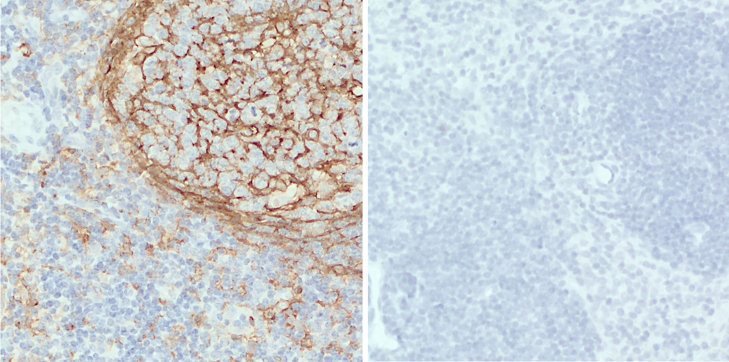 CD11b Recombinant rabbit - image 2