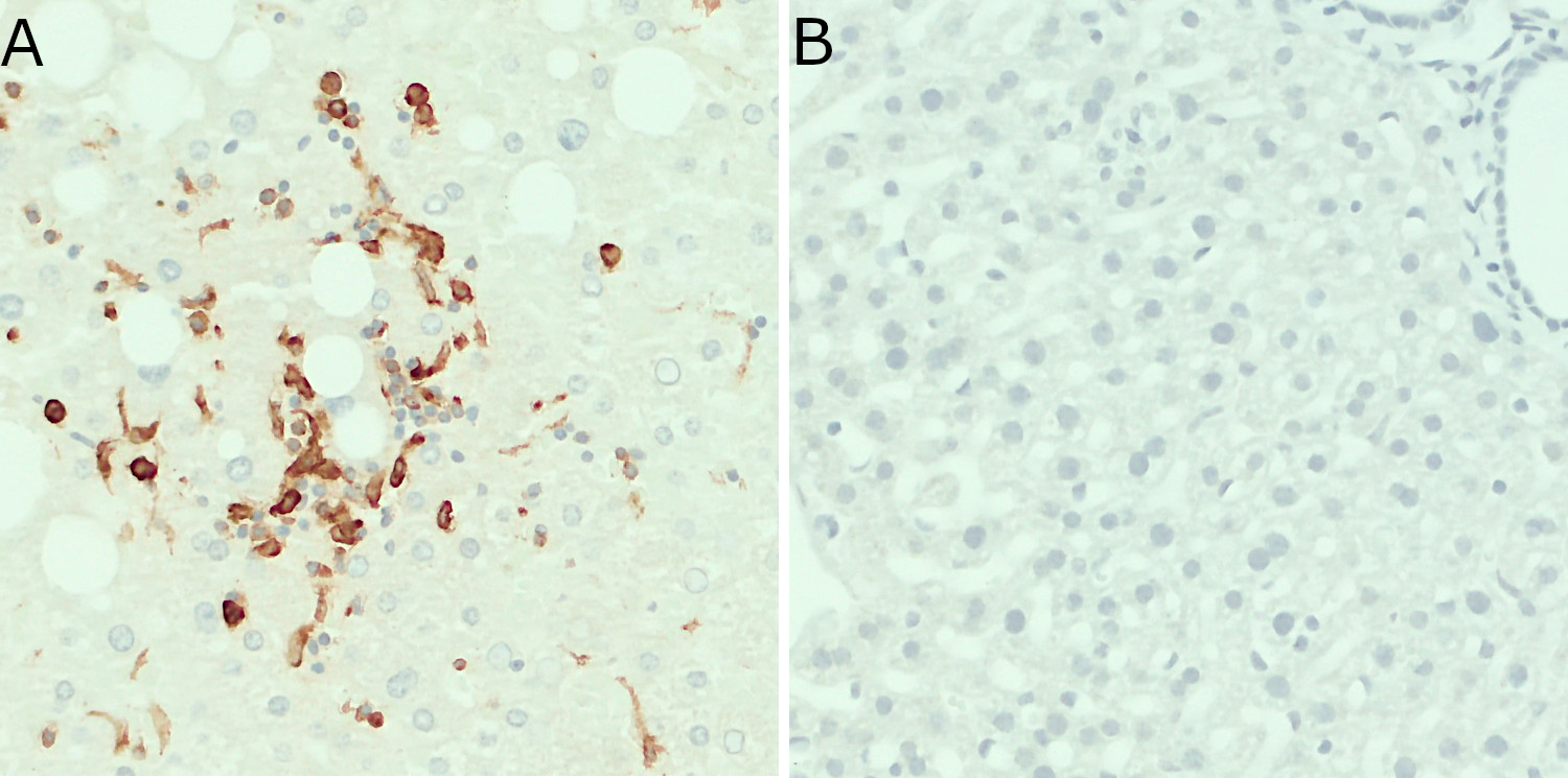 CD11b Recombinant rabbit - image 3