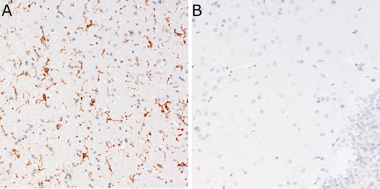 CD11b Recombinant rabbit - image 5