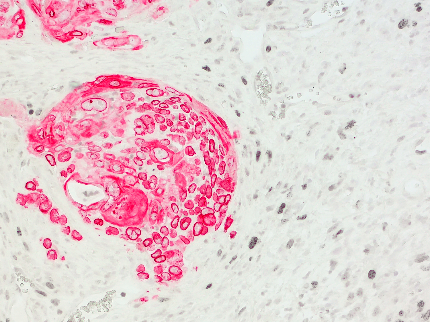 Lamin B1 Recombinant rabbit - image 4