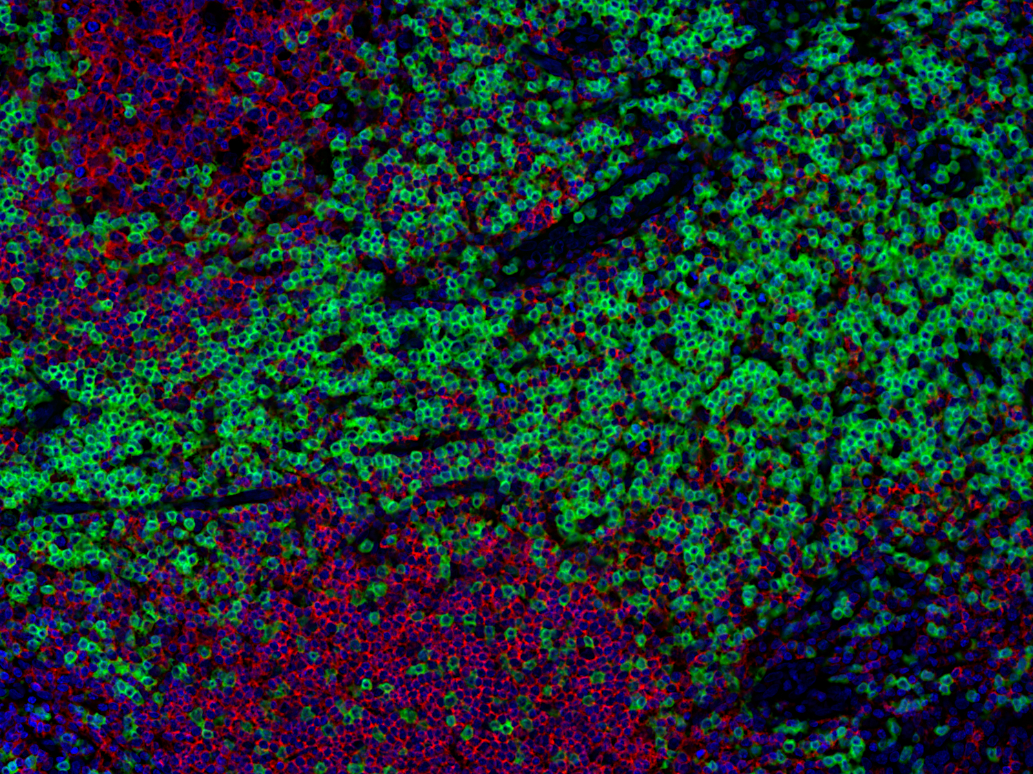 CD3e Recombinant rabbit - image 2
