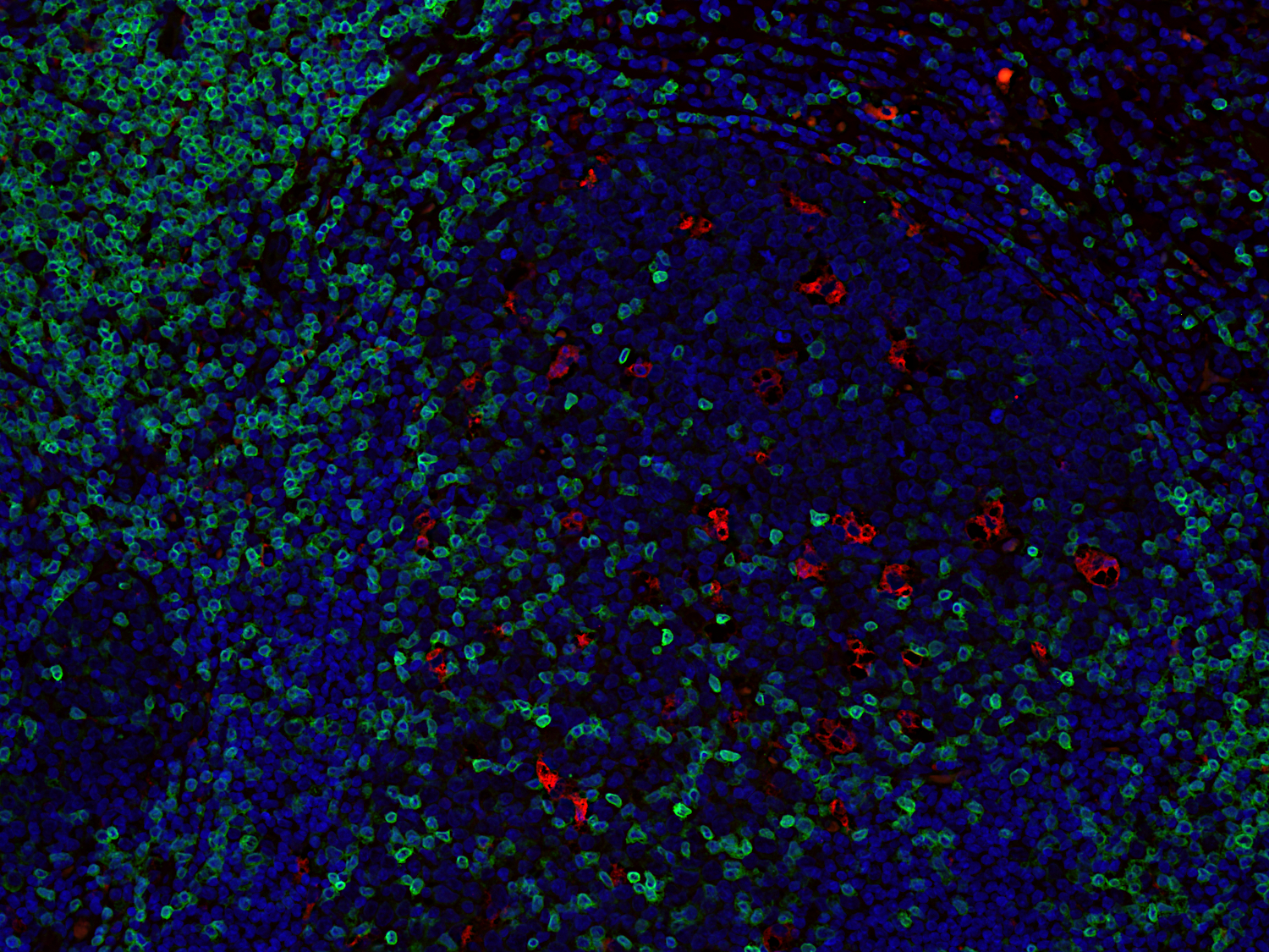 CD3e Recombinant rabbit - image 3