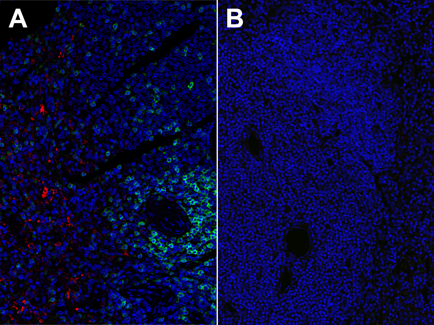 CD3e Recombinant rabbit - image 4