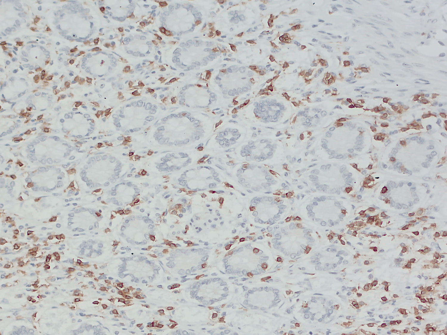 CD3e Recombinant rabbit - image 5