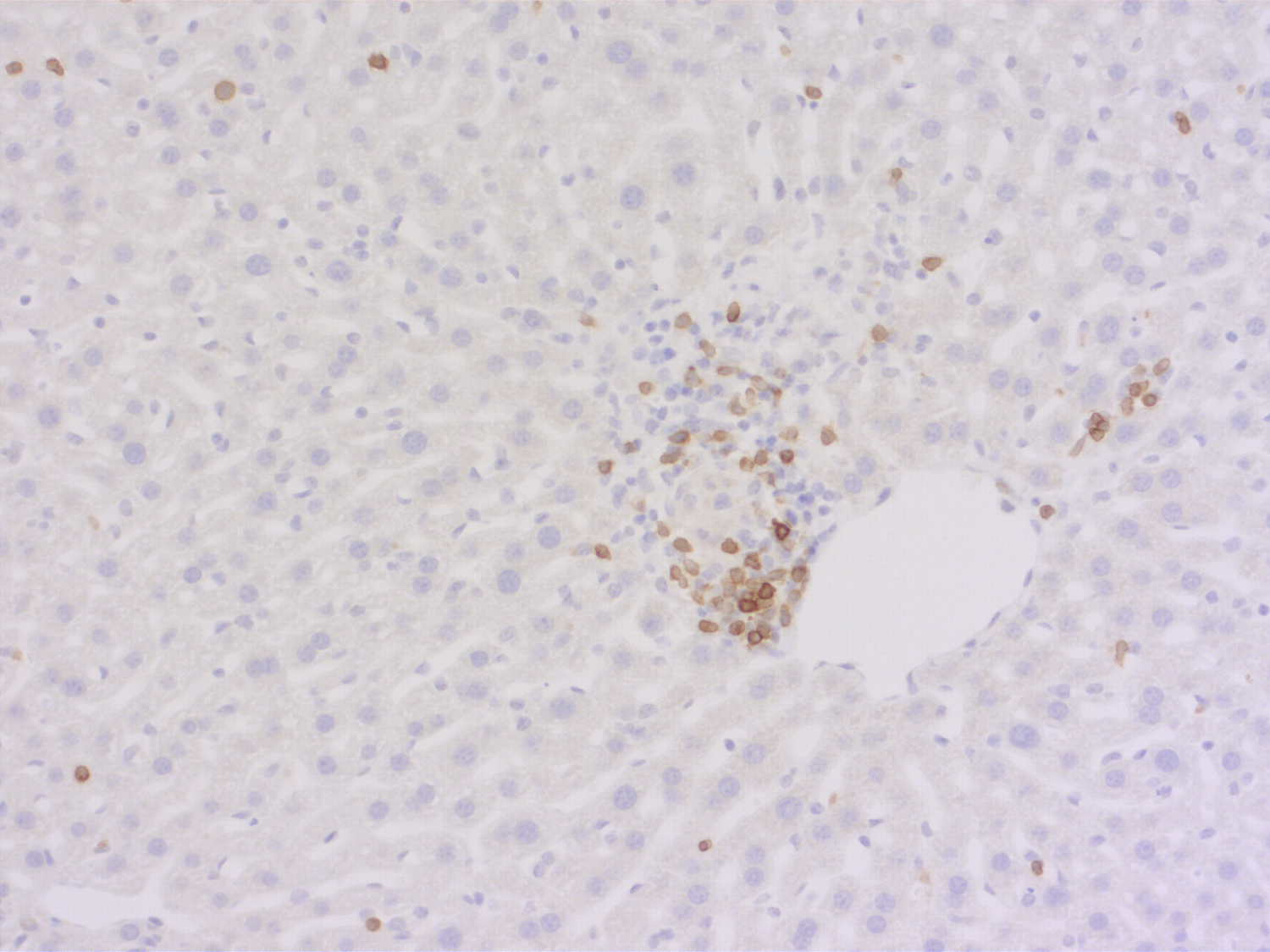 CD3e Recombinant rabbit - image 3