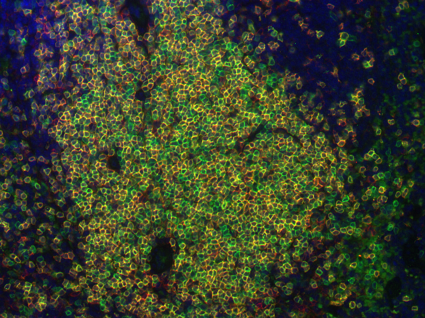 CD3e Recombinant rabbit - image 4