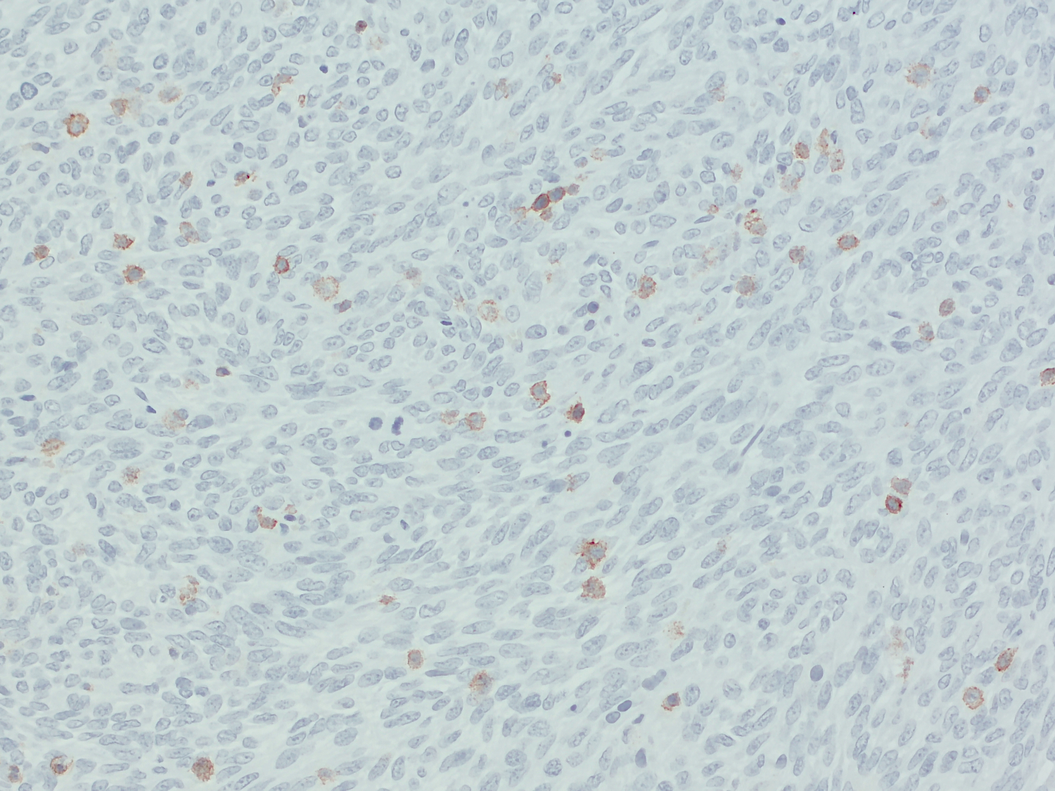 CD45 Recombinant rabbit - image 3