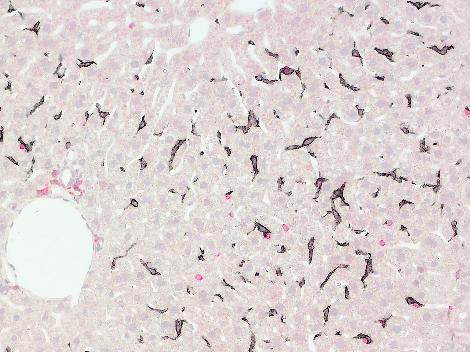 CD45 Recombinant rabbit - image 4